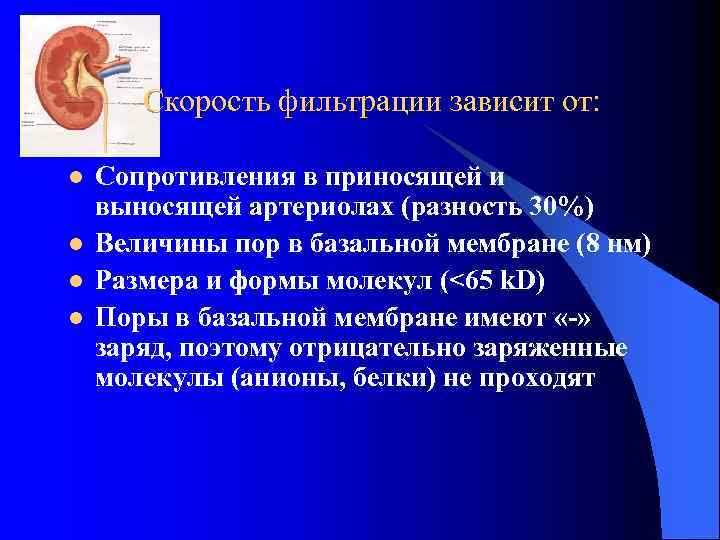 Скорость фильтрации зависит от: l l Сопротивления в приносящей и выносящей артериолах (разность 30%)