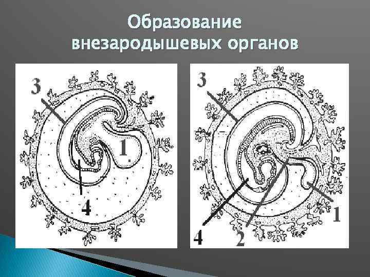 Зародышевые органы человека