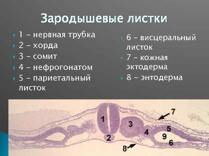 Функции нервной трубки. Сомиты и спланхнотом. Сомиты хорда и нервная трубка. Сомиты хорда нервная. Сомиты человека.