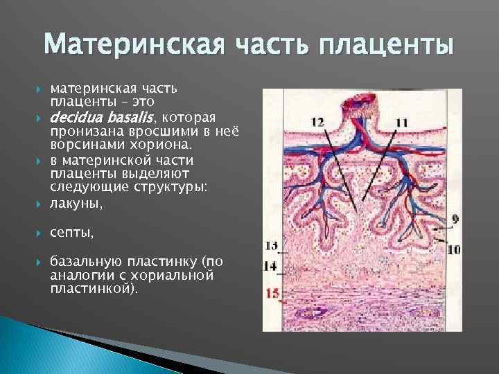 Плацента гистология. Плацента гистология препарат. Материнская часть плаценты гистология. Плацента человека материнская и плодная часть. Строение плодной части плаценты.