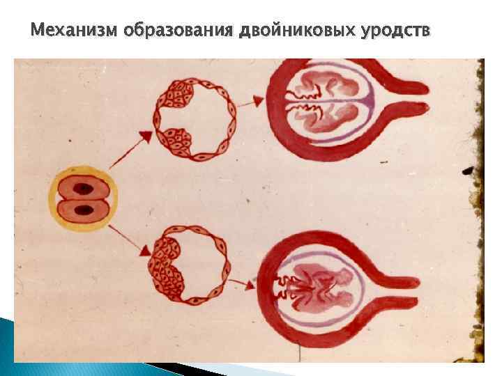 Эмбриональное развитие человека презентация 8 класс