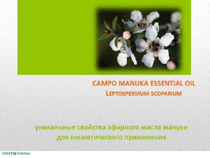 Уникальные свойства эфирного масла мануки 