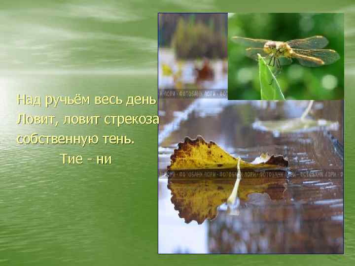 Над ручьём весь день Ловит, ловит стрекоза собственную тень. Тие - ни 
