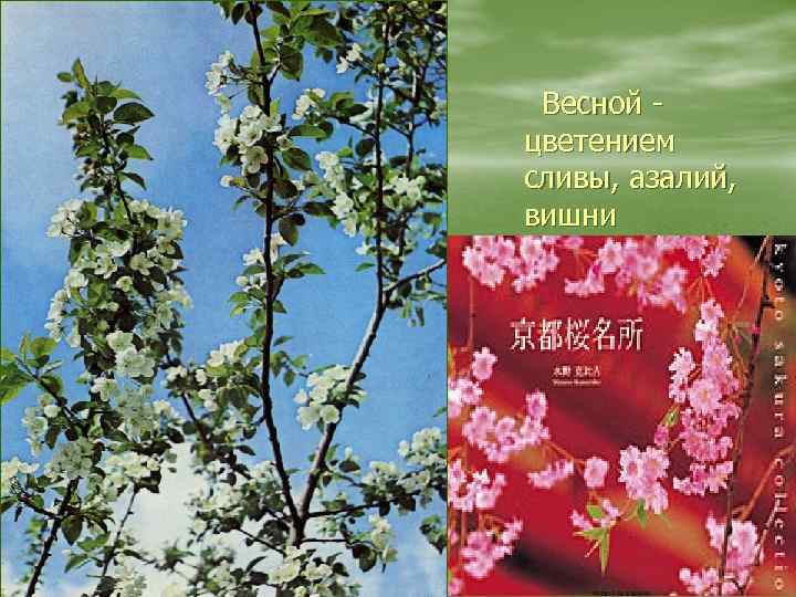 Весной цветением сливы, азалий, вишни 