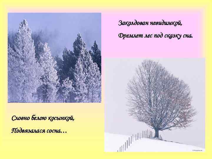 Заколдован невидимкой, Дремлет лес под сказку сна. Словно белою косынкой, Подвязалася сосна… 