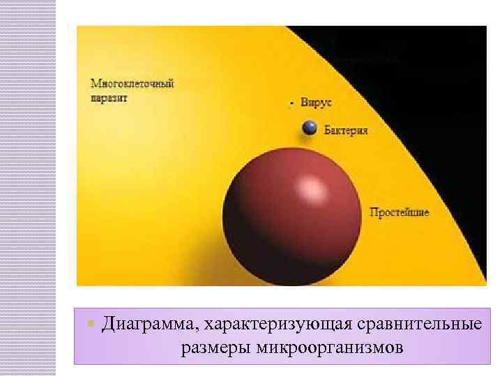  Диаграмма, характеризующая сравнительные размеры микроорганизмов 