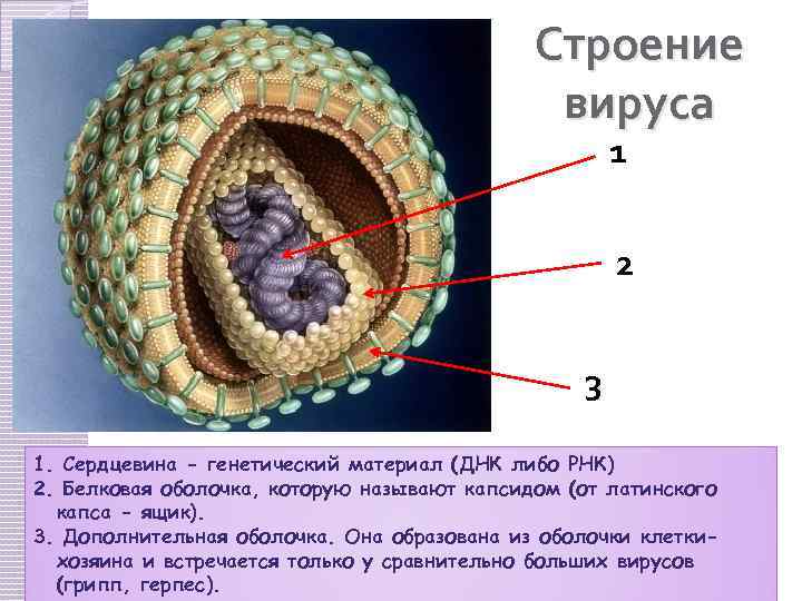 Строение вируса 1 2 3 1. Сердцевина - генетический материал (ДНК либо РНК) 2.