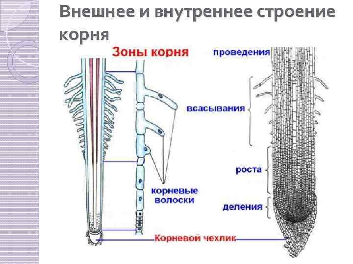 Внешнее и внутреннее строение корня 