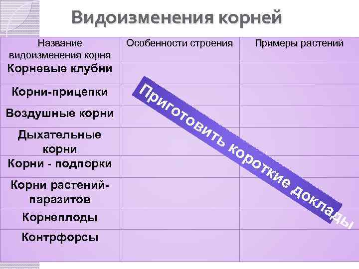 Видоизменения корней Название видоизменения корня Особенности строения Примеры растений Корневые клубни Корни-прицепки Воздушные корни