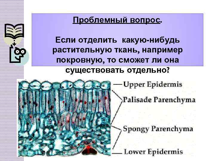 Проблемный вопрос. Если отделить какую-нибудь растительную ткань, например покровную, то сможет ли она существовать