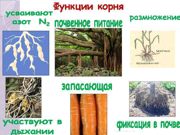 Функции корня размножение Карпушева А. Э. 