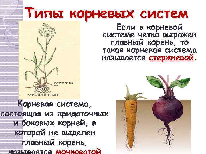 Типы корневых систем Если в корневой системе четко выражен главный корень, то такая корневая
