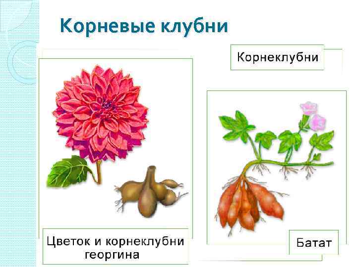 Корневые клубни 