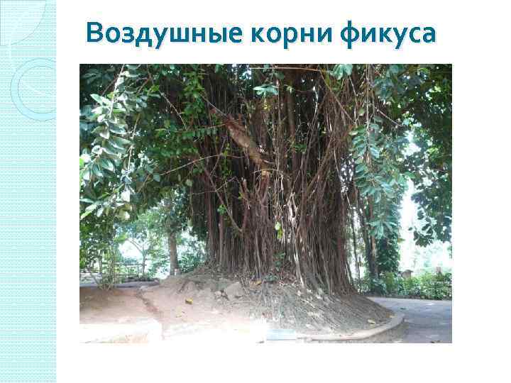 Воздушные корни фикуса 