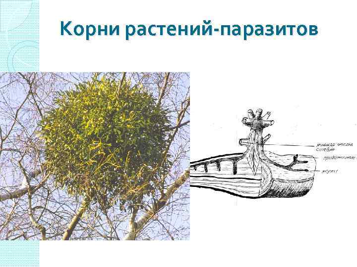Корни растений-паразитов 
