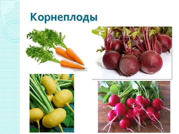 Корнеплоды 