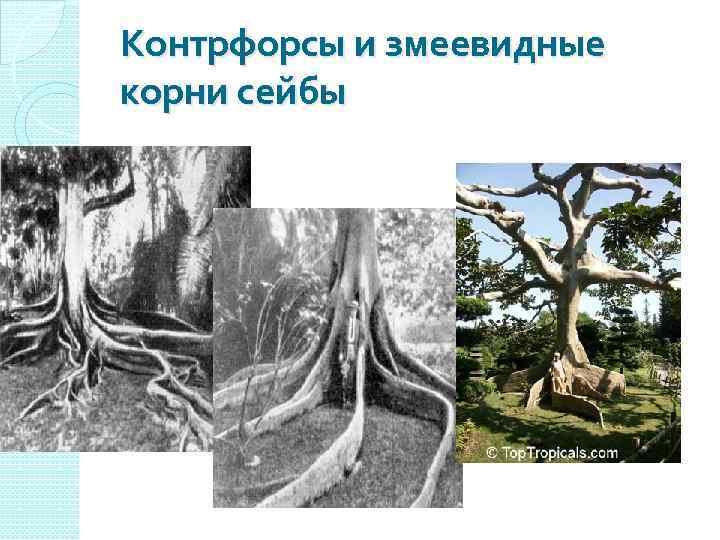 Контрфорсы и змеевидные корни сейбы 