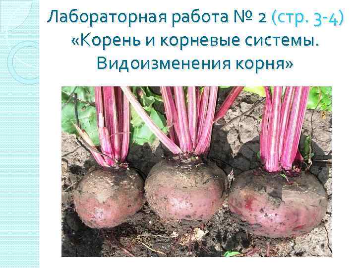 Лабораторная работа № 2 (стр. 3 -4) «Корень и корневые системы. Видоизменения корня» 