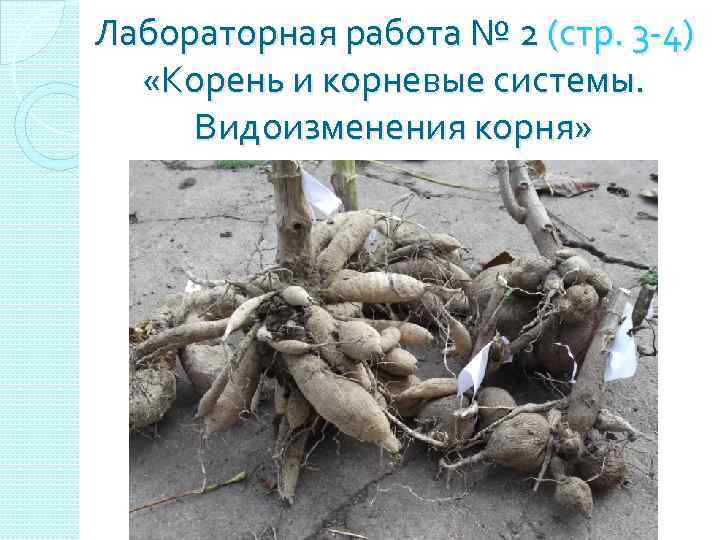 Лабораторная работа № 2 (стр. 3 -4) «Корень и корневые системы. Видоизменения корня» 