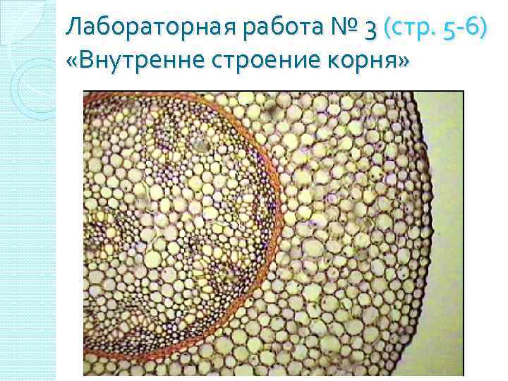 Лабораторная работа № 3 (стр. 5 -6) «Внутренне строение корня» 