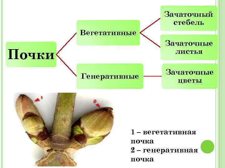 Отличие почек. Вегетативная и генеративная почка. Генеративная почка и вегетативная почка отличия. Вегетативная генеративная вегетативно генеративная почка. Сходства и различия вегетативной и генеративной почки.