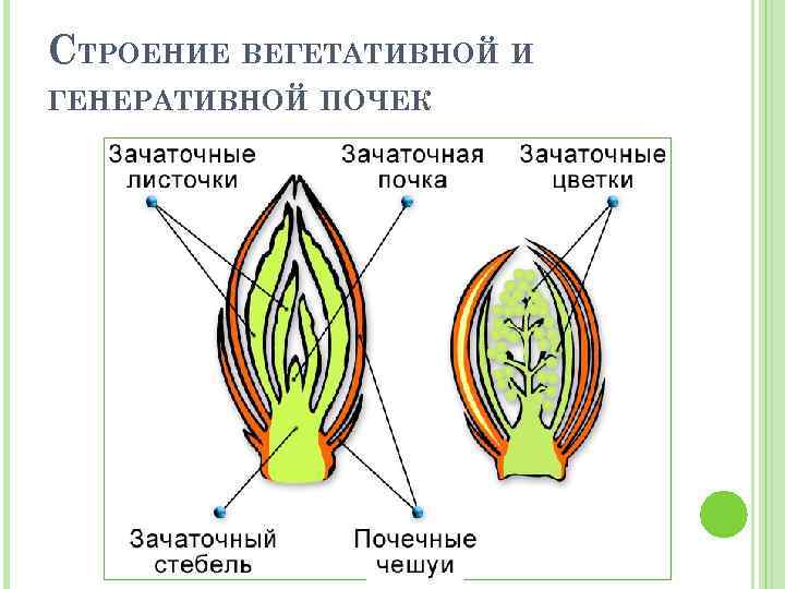 СТРОЕНИЕ ВЕГЕТАТИВНОЙ И ГЕНЕРАТИВНОЙ ПОЧЕК 