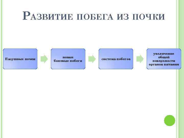 РАЗВИТИЕ ПОБЕГА ИЗ ПОЧКИ Пазушные почки новые боковые побеги система побегов увеличение общей поверхности