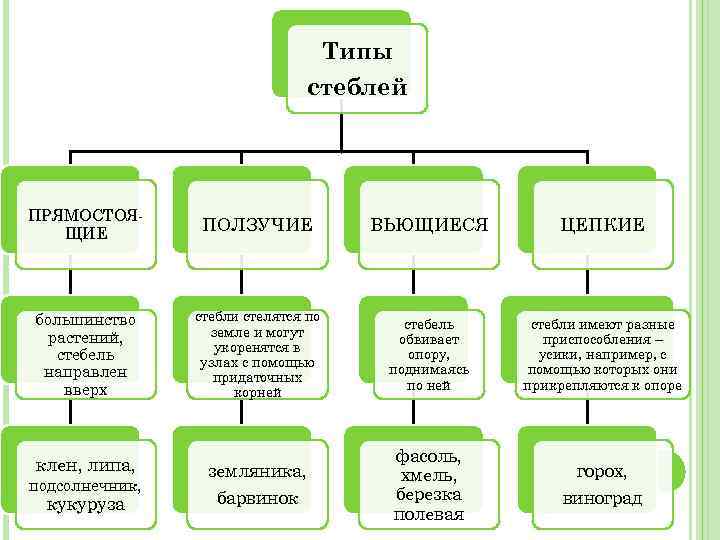 Стебель виды. Схема классификации стеблей. Классификация стеблей таблица. Классификация видов стеблей. Классификация стеблей растений.