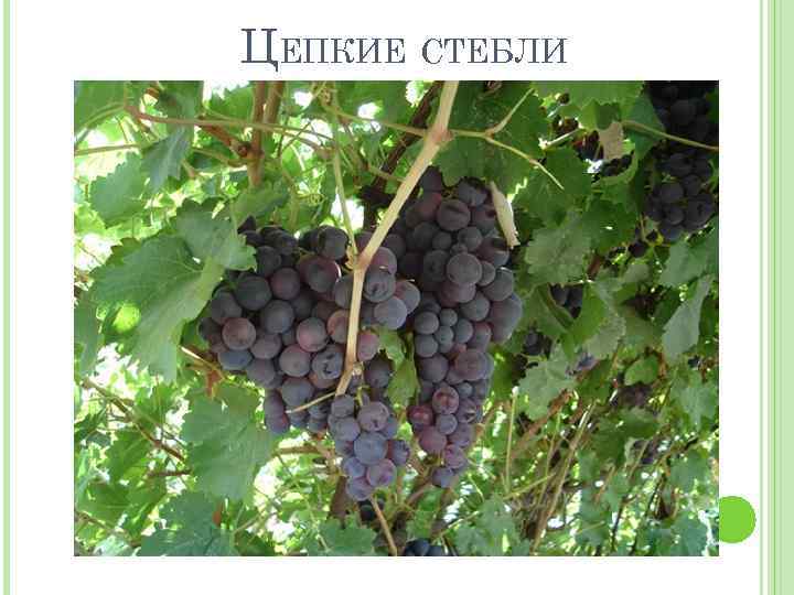 ЦЕПКИЕ СТЕБЛИ 