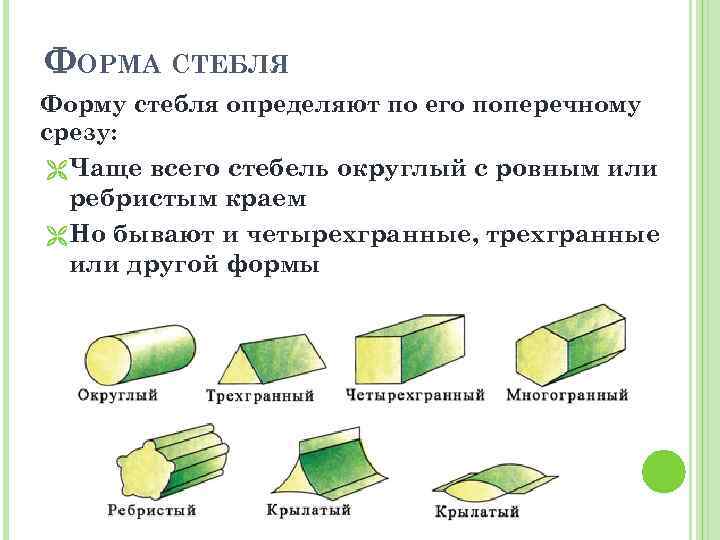 ФОРМА СТЕБЛЯ Форму стебля определяют по его поперечному срезу: Чаще всего стебель округлый с