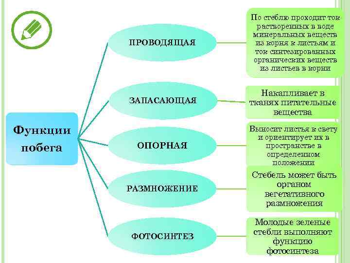 Стебли выполняют функцию