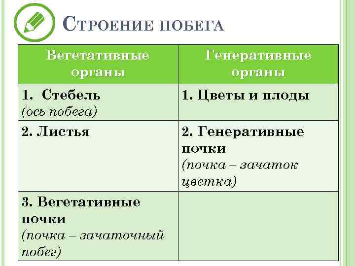 Вегетативное и генеративное строение. Вегетативные и генеративные почки таблица. Сравнение вегетативной и генеративной почки таблица. Сходства и различия вегетативной и генеративной почки таблица. Строение вегетативной и генеративной почки.