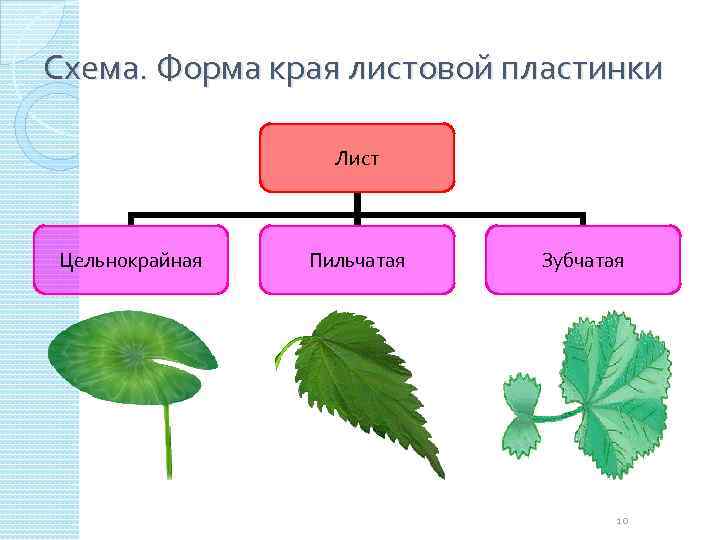 Край пластинки листа. Форма листовой пластинки малины. Форма края листовой пластинки. Форма листовой пластинки у земляники. Лист земляники форма листовой пластинки.