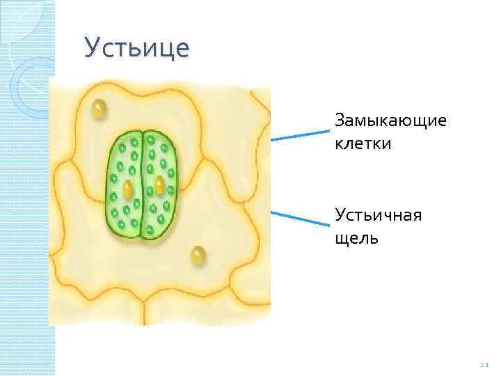 Строение кожицы