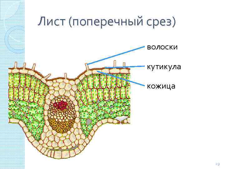 Лист луба. Поперечный срез листа камелии. Поперечны црсез листа алож. Поперечный срез листа двудольного растения. Строение поперечного среза листа алоэ.