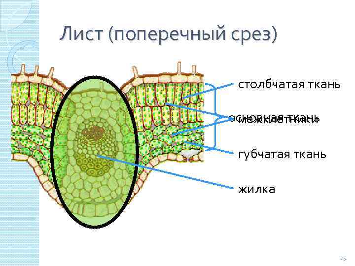 Основная ткань на рисунке обозначена