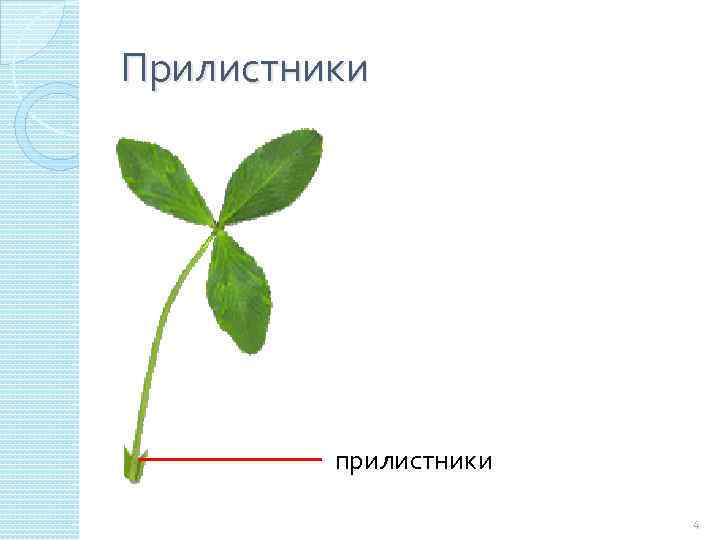 Покажите стрелками и подпишите на рисунке черешок прилистники листовую пластинку