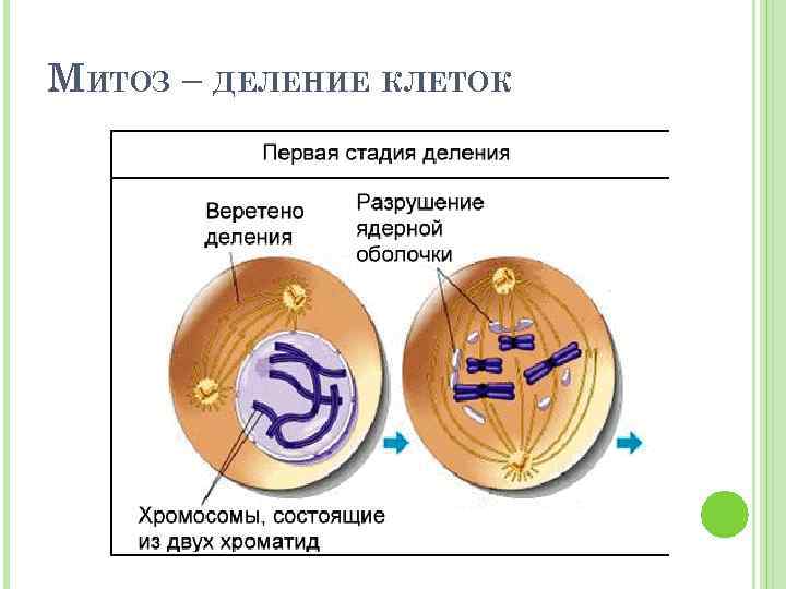 Деление клетки образование веретена деления