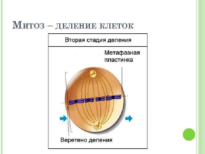 МИТОЗ – ДЕЛЕНИЕ КЛЕТОК 