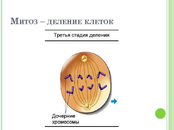 МИТОЗ – ДЕЛЕНИЕ КЛЕТОК 