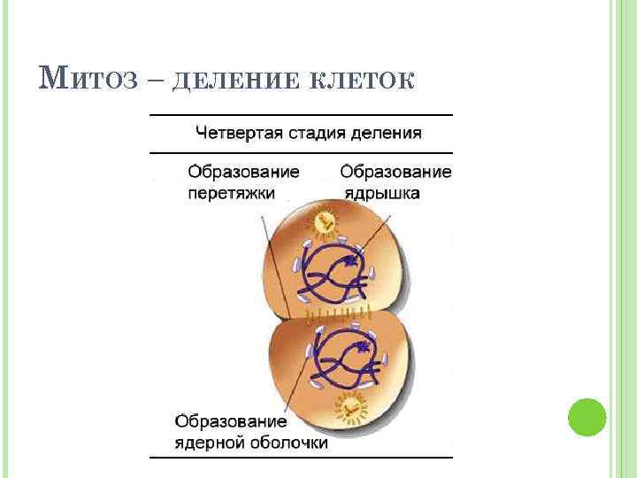 МИТОЗ – ДЕЛЕНИЕ КЛЕТОК 