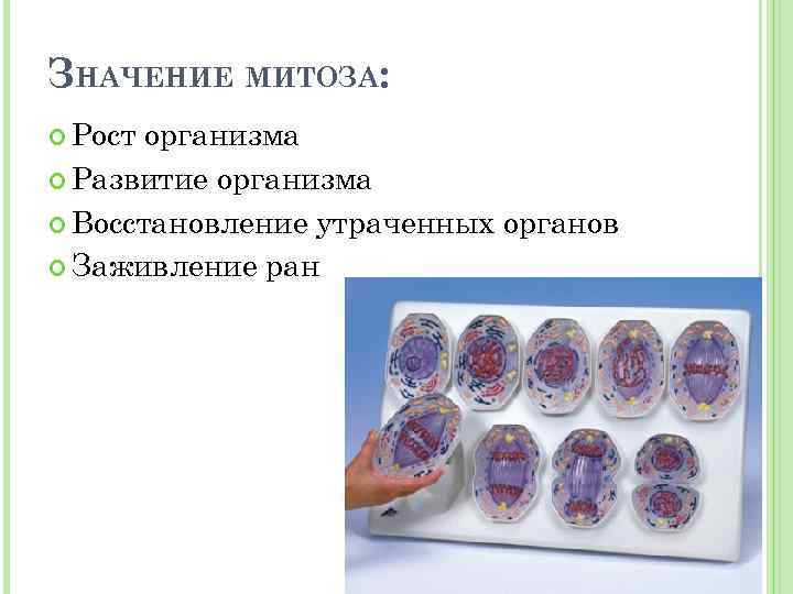 ЗНАЧЕНИЕ МИТОЗА: Рост организма Развитие организма Восстановление утраченных органов Заживление ран 