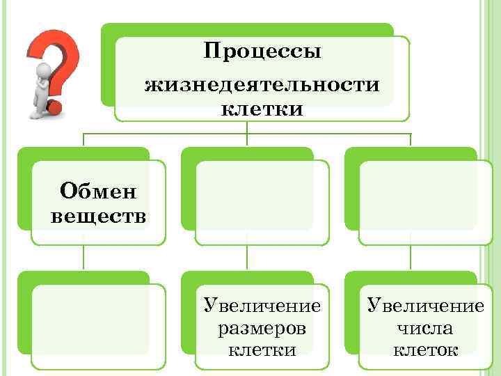 Процессы жизнедеятельности клетки Обмен веществ Увеличение размеров клетки Увеличение числа клеток 