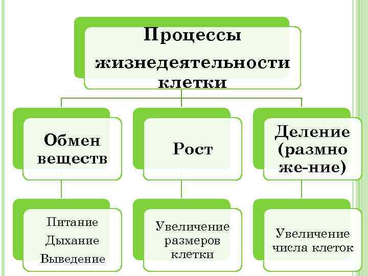 Изучив текст параграфа заполните схему процессы жизнедеятельности клетки