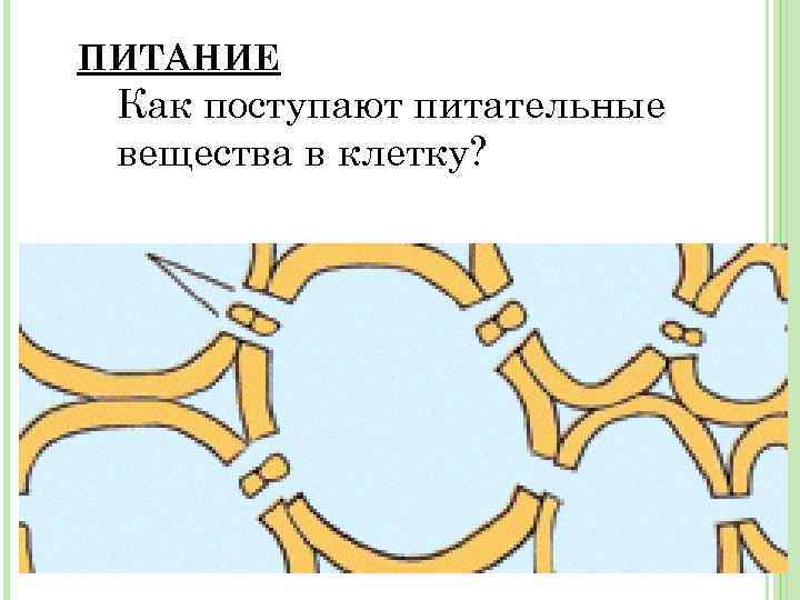 ПИТАНИЕ Как поступают питательные вещества в клетку? 