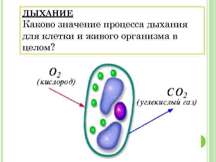 ДЫХАНИЕ Каково значение процесса дыхания для клетки и живого организма в целом? 