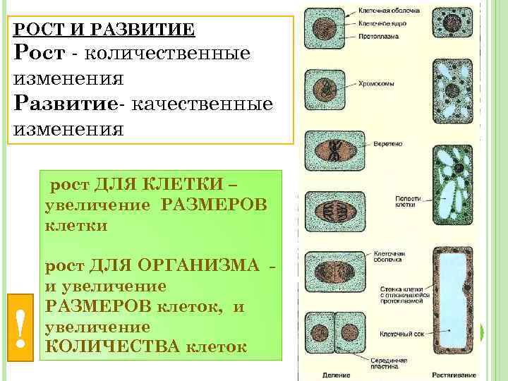 РОСТ И РАЗВИТИЕ Рост - количественные изменения Развитие- качественные изменения рост ДЛЯ КЛЕТКИ –