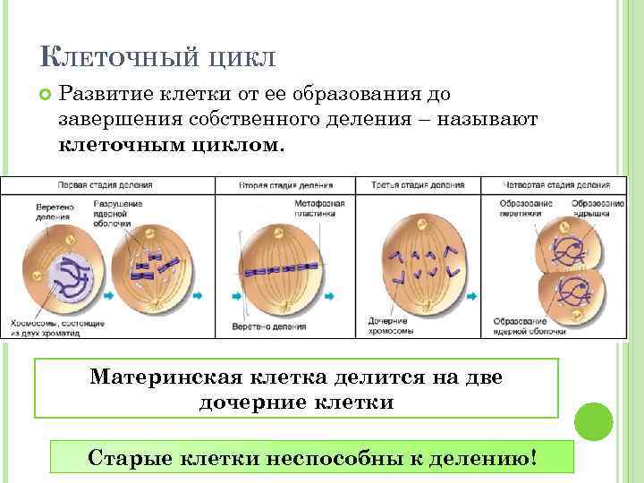 Фазы развития клетки. Цикл клеточного деления. Развитие клетки. Развитие и деление клетки. Клеточный цикл развития.