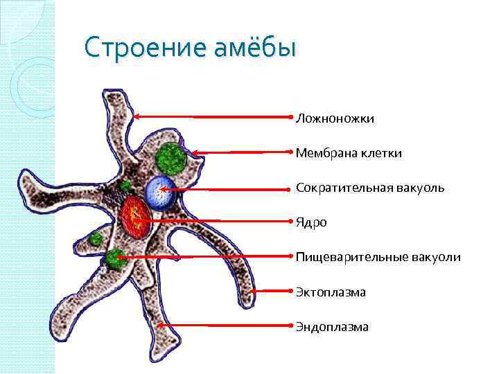 Строение амёбы Ложноножки Мембрана клетки Сократительная вакуоль Ядро Пищеварительные вакуоли Эктоплазма Эндоплазма 