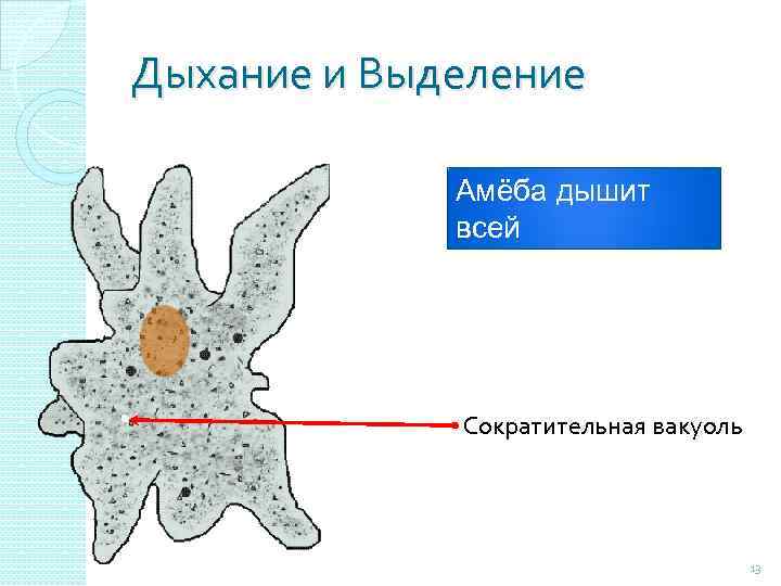 Дыхание и Выделение Амёба дышит всей поверхностью тела Сократительная вакуоль 13 